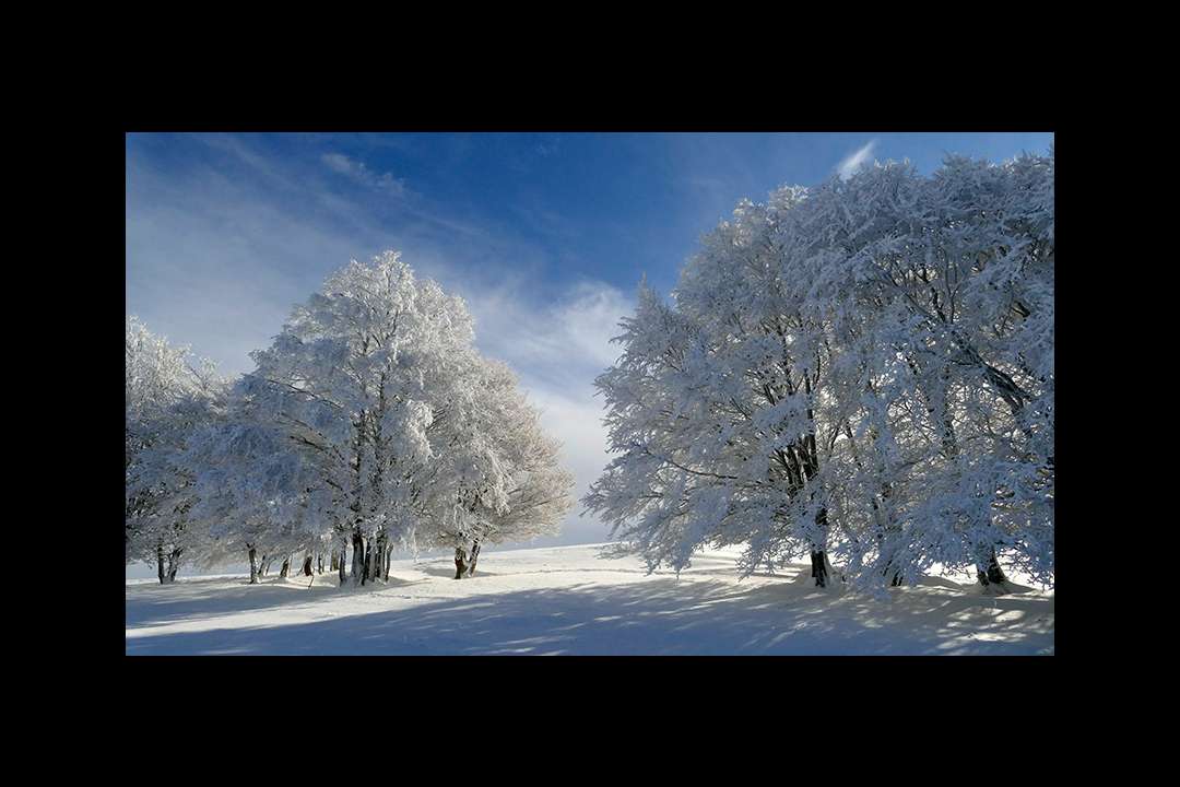 Trees Trees